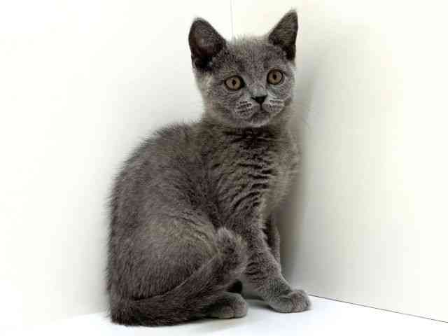 兵庫県のブリティッシュショートヘアー (ひごペットフレンドリーブルメールHAT神戸店/2025年12月9日生まれ/男の子/ブルー)の子猫の2枚目の画像