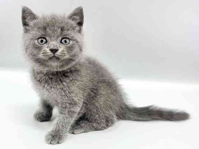 大阪府のスコティッシュフォールド (ひごペットフレンドリーイオンタウン豊中庄内店/2025年12月6日生まれ/男の子/ブルー)の子猫の2枚目の画像