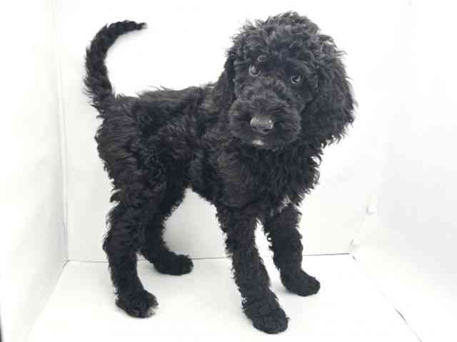 兵庫県のスタンダードプードル (ひごペットフレンドリークラウンパーク伊丹店/2025年12月10日生まれ/女の子/ブラック)の子犬の2枚目の画像