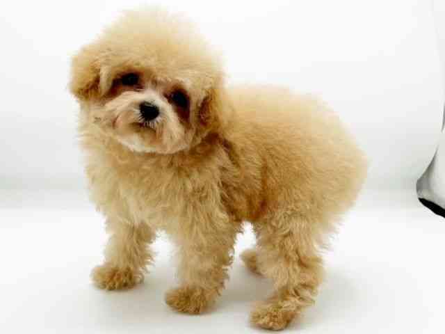 兵庫県のトイプードル(トイ) (ひごペットフレンドリーコロワ甲子園店/2025年12月9日生まれ/女の子/ペールフォーン)の子犬の2枚目の画像