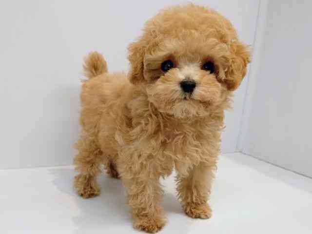 大阪府のトイプードル(トイ) (ひごペットフレンドリーセブンパーク天美店/2025年12月9日生まれ/女の子/ペールフォーン)の子犬の2枚目の画像