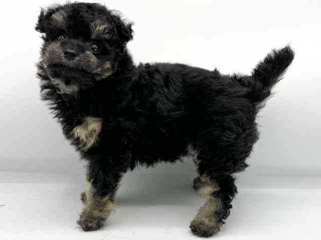 大阪府のトイプードル(トイ) (ひごペットフレンドリーくずはモール店/2025年12月8日生まれ/女の子/ブラックタン)の子犬の2枚目の画像