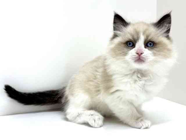 大阪府のラグドール (ひごペットフレンドリーくずはモール店/2025年12月8日生まれ/男の子/シールポイントバイカラー)の子猫の2枚目の画像