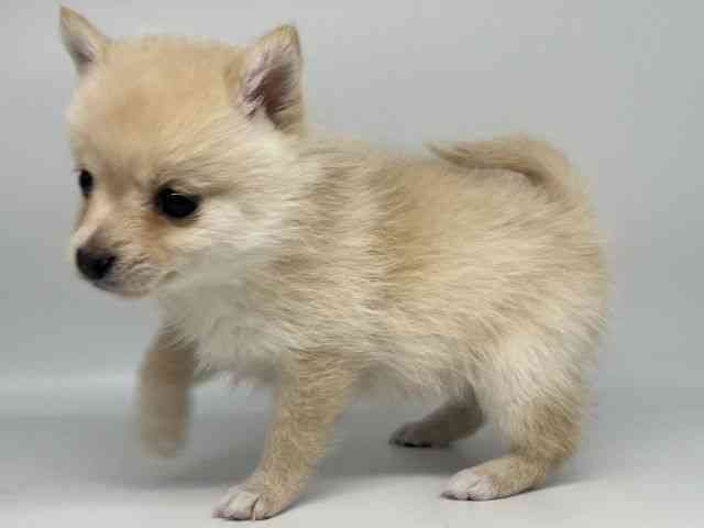 徳島県のポメ柴/豆ポメ/ポメ豆柴(ポメラニアン×柴犬) (ひごペットフレンドリーゆめタウン徳島店/2025年12月5日生まれ/女の子/クリーム)の子犬の2枚目の画像