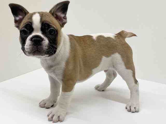 兵庫県のフレンチブルドッグ (ひごペットフレンドリーブルメールHAT神戸店/2025年12月7日生まれ/男の子/フォーンホワイト)の子犬の2枚目の画像