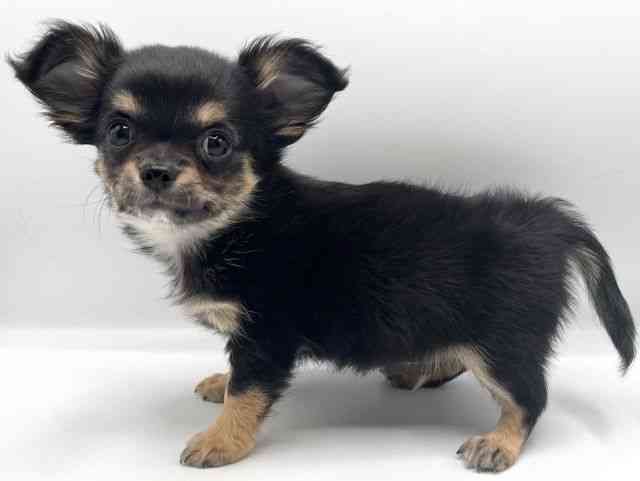 京都府のチワワ(ロング) (ひごペットフレンドリーイオンモール高の原店/2025年12月10日生まれ/男の子/ブラックタンホワイト)の子犬の2枚目の画像