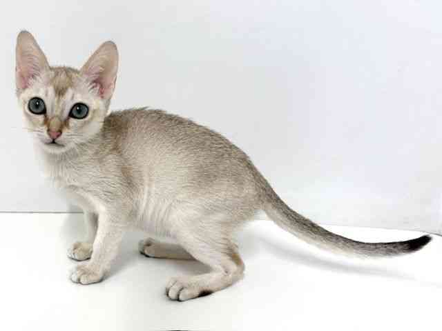 大阪府のシンガプーラ (ひごペットフレンドリーベルファⅡ都島店/2025年12月4日生まれ/女の子/セピアアグーティ)の子猫の2枚目の画像