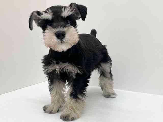 兵庫県のミニチュアシュナウザー (ひごペットフレンドリーブルメールHAT神戸店/2025年12月10日生まれ/女の子/ブラックシルバー)の子犬の2枚目の画像