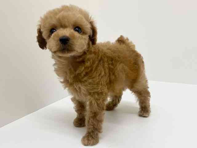 兵庫県のトイプードル(トイ) (ひごペットフレンドリーブルメールHAT神戸店/2025年12月10日生まれ/男の子/オレンジフォーン)の子犬の2枚目の画像