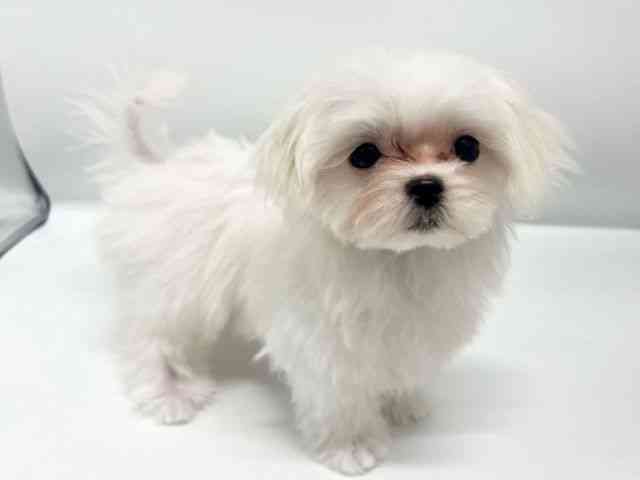 大阪府のマルチーズ (ひごペットフレンドリーイオンタウン豊中庄内店/2025年12月8日生まれ/女の子/ホワイト)の子犬の2枚目の画像