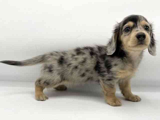 大阪府のカニンヘンダックスフンド(ロング) (ひごペットフレンドリーららぽーとEXPOCITY店/2025年12月7日生まれ/女の子/シルバーダップル)の子犬の2枚目の画像