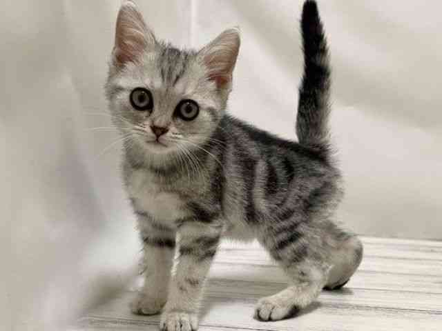 和歌山県のアメリカンショートヘアー (ひごペットフレンドリーパームシティ和歌山店/2025年12月10日生まれ/女の子/シルバータビー)の子猫の2枚目の画像