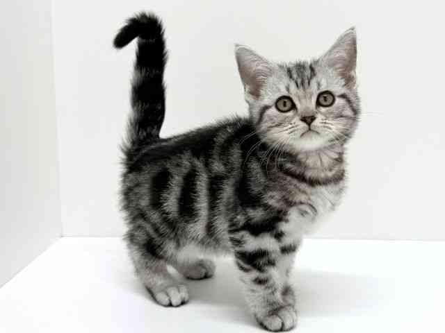 大阪府のアメリカンショートヘアー (ひごペットフレンドリーくずはモール店/2025年12月10日生まれ/女の子/シルバータビー)の子猫の2枚目の画像