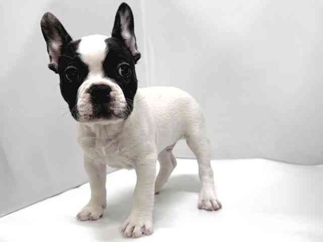 奈良県のフレンチブルドッグ (ひごペットフレンドリー奈良パワーシティ店/2025年12月7日生まれ/男の子/パイド)の子犬の2枚目の画像
