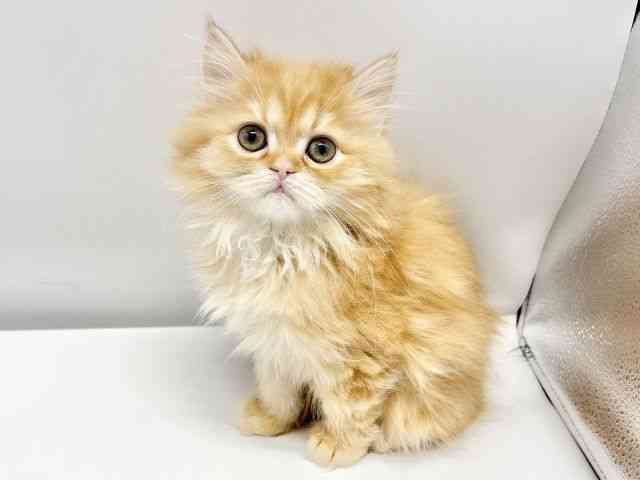 大阪府のミヌエット (ひごペットフレンドリーイオンタウン豊中庄内店/2025年12月1日生まれ/男の子/レッドタビー)の子猫の2枚目の画像