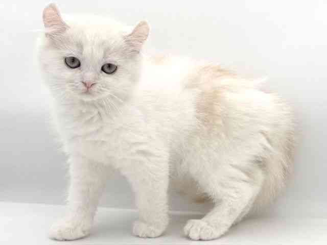 大阪府のキンカロー (ひごペットフレンドリーイオンそよら海老江店/2025年12月10日生まれ/男の子/クリームタビーホワイト)の子猫の2枚目の画像