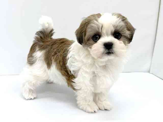 大阪府のマルズー/マルシーズ(マルチーズ×シーズー) (ひごペットフレンドリーイオンタウン茨木太田店/2025年12月9日生まれ/女の子/ホワイトゴールド)の子犬の2枚目の画像