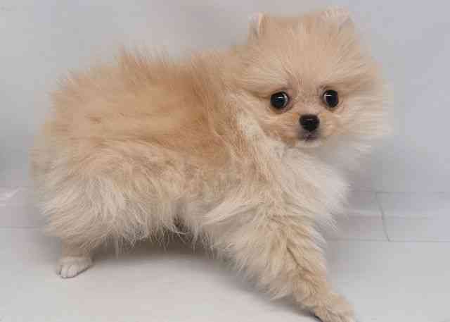 鳥取県のポメラニアン (ひごペットフレンドリーイオンモール鳥取北店/2025年12月9日生まれ/女の子/クリーム)の子犬の2枚目の画像