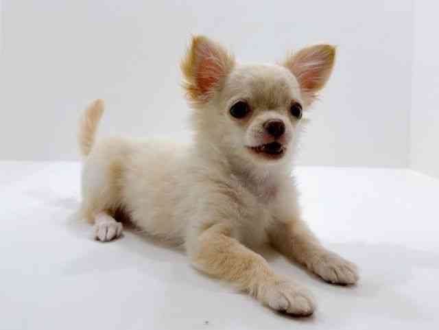 広島県のチワワ(ロング) (ひごペットフレンドリーフジグラン神辺店/2025年12月9日生まれ/男の子/クリーム)の子犬の2枚目の画像