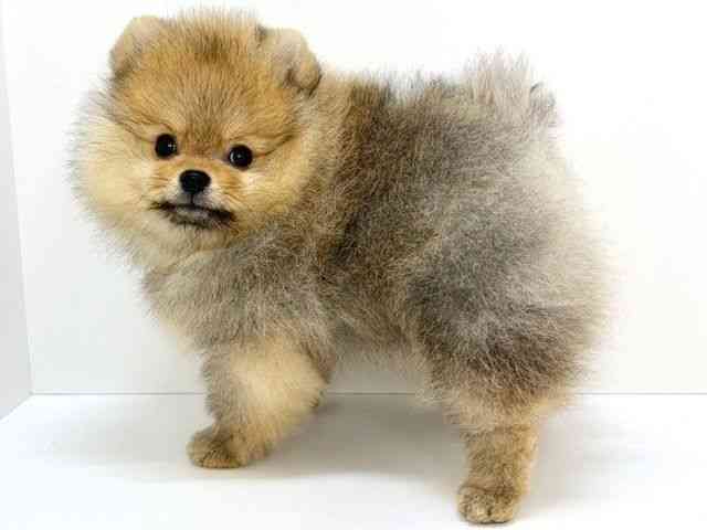 大阪府のポメラニアン (ひごペットフレンドリーいこらもーる泉佐野店/2025年12月8日生まれ/女の子/オレンジ)の子犬の2枚目の画像