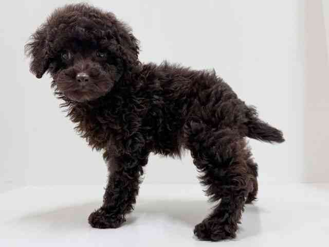 奈良県のミニチュアプードル (ひごペットフレンドリーイオンモール橿原ウエスト・ビレッジ店/2025年12月9日生まれ/女の子/ブラウン)の子犬の2枚目の画像