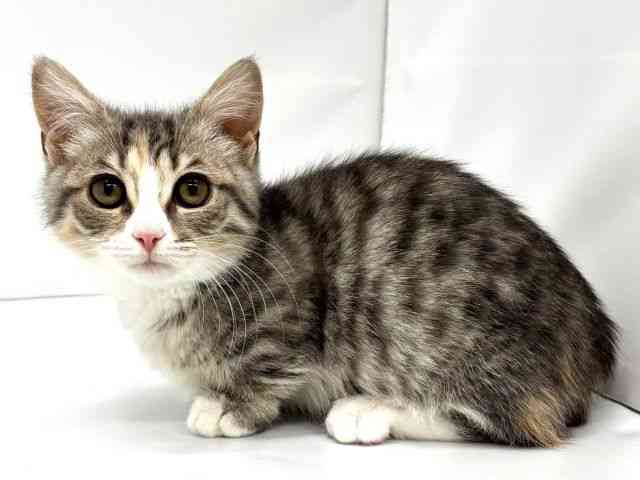 大阪府のマンチカン (ひごペットフレンドリーイオンタウン茨木太田店/2025年9月29日生まれ/女の子/シルバーパッチドタビーホワイト)の子猫の2枚目の画像