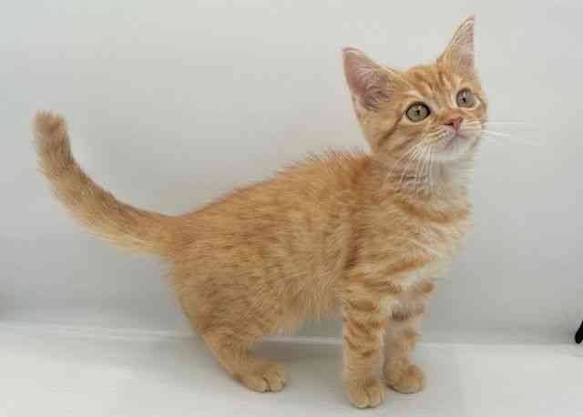 島根県のマンチカン (ひごペットフレンドリーイオン松江ショッピングセンター店/2025年12月12日生まれ/男の子/レッドタビー)の子猫の2枚目の画像