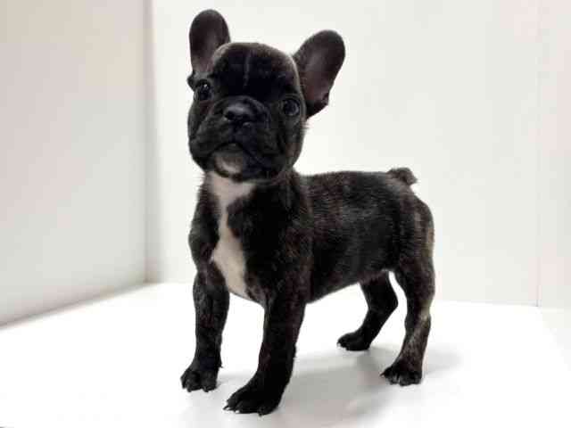 愛知県のフレンチブルドッグ (ひごペットフレンドリーららぽーと名古屋みなとアクルス店/2025年12月13日生まれ/女の子/ブリンドルホワイト)の子犬の2枚目の画像