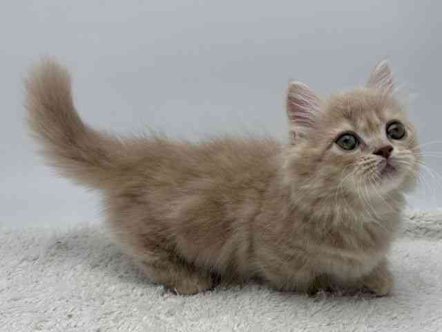 島根県のミヌエット (ひごペットフレンドリーイオンモール出雲店/2025年12月6日生まれ/女の子/クリームタビー)の子猫の2枚目の画像