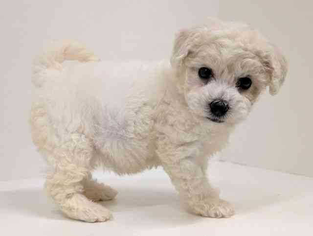 福岡県のビションフリーゼ (ひごペットフレンドリーリバーウォーク北九州店/2025年12月12日生まれ/女の子/ホワイト)の子犬の2枚目の画像