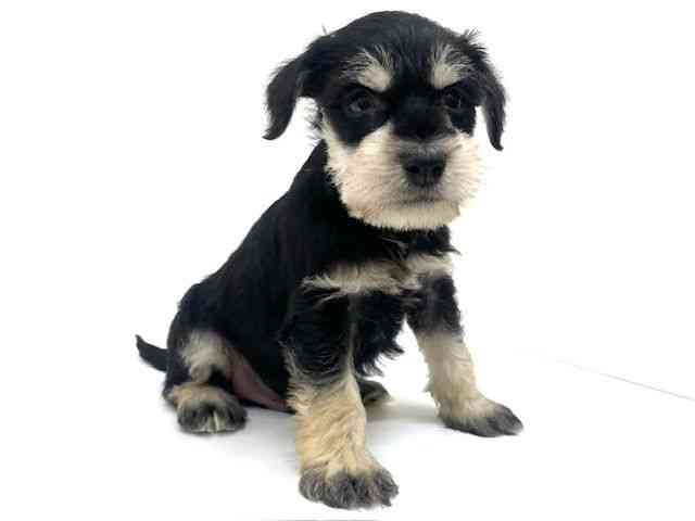 兵庫県のミニチュアシュナウザー (ひごペットフレンドリーブルメールHAT神戸店/2025年12月12日生まれ/男の子/ブラックシルバー)の子犬の2枚目の画像