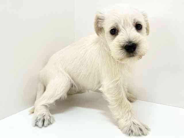 大阪府のミニチュアシュナウザー (ひごペットフレンドリーいこらもーる泉佐野店/2025年12月12日生まれ/女の子/ホワイト)の子犬の2枚目の画像