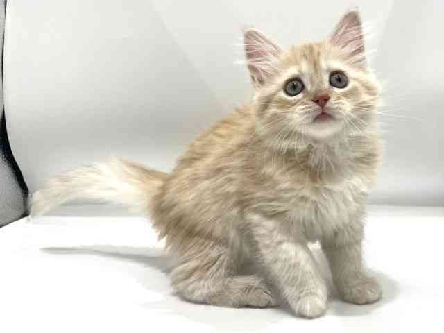 愛知県のサイベリアン (ひごペットフレンドリーヴィアモール アピタ江南西店/2025年12月13日生まれ/男の子/レッドタビーホワイト)の子猫の2枚目の画像