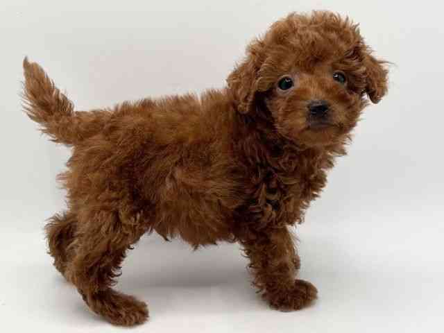 大阪府のトイプードル(トイ) (ひごペットフレンドリーみのおキューズモール店/2025年12月13日生まれ/男の子/レッド)の子犬の2枚目の画像