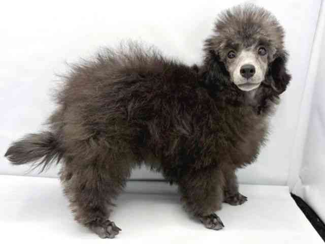 大阪府のトイプードル(トイ) (ひごペットフレンドリーイトーヨーカドー津久野店/2025年12月14日生まれ/男の子/シルバー)の子犬の2枚目の画像