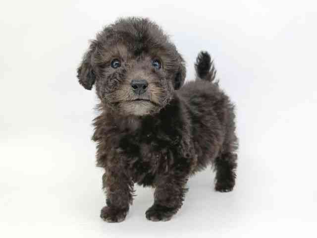 大阪府のトイプードル(トイ) (ひごペットフレンドリー泉ヶ丘店/2025年12月14日生まれ/男の子/シルバー)の子犬の2枚目の画像