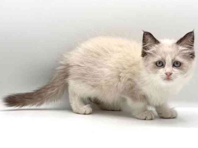 愛知県のラグドール (ひごペットフレンドリープライムツリー赤池店/2025年12月13日生まれ/男の子/シールポイントバイカラー)の子猫の2枚目の画像