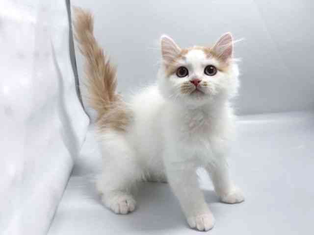 京都府のラガマフィン (ひごペットフレンドリー京都店/2025年12月13日生まれ/男の子/レッドタビーホワイト)の子猫の2枚目の画像