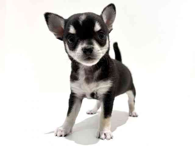 大阪府のチワワ(スムース) (ひごペットフレンドリーイオン高槻店/2025年12月12日生まれ/女の子/ブラックタンホワイト)の子犬の2枚目の画像