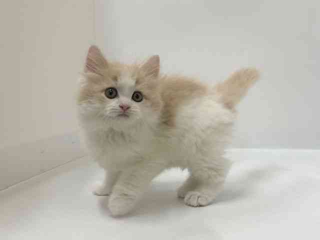大阪府のサイベリアン (ひごペットフレンドリーアクロスプラザ住之江店/2025年12月13日生まれ/男の子/カメオホワイト)の子猫の2枚目の画像