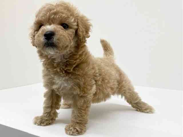 兵庫県のマルプー(マルチーズ×プードル) (ひごペットフレンドリーブルメールHAT神戸店/2025年12月12日生まれ/男の子/クリーム)の子犬の2枚目の画像