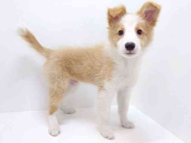 大阪府のボーダーコリー (ひごペットフレンドリーいこらもーる泉佐野店/2025年12月13日生まれ/男の子/レッドホワイト)の子犬の2枚目の画像