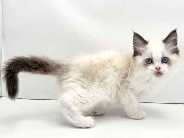 兵庫県のラグドール (ひごペットフレンドリークラウンパーク伊丹店/2025年12月5日生まれ/男の子/シールポイントバイカラー)の子猫の2枚目の画像