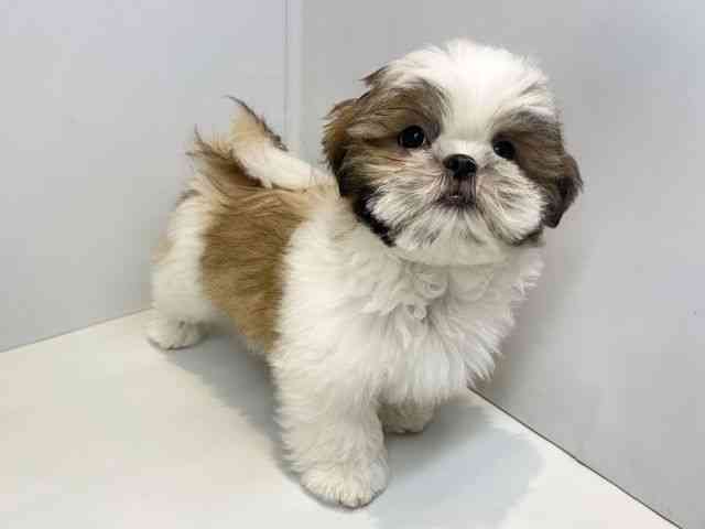 大阪府のシーズー (ひごペットフレンドリーセブンパーク天美店/2025年12月8日生まれ/男の子/ホワイトゴールド)の子犬の2枚目の画像