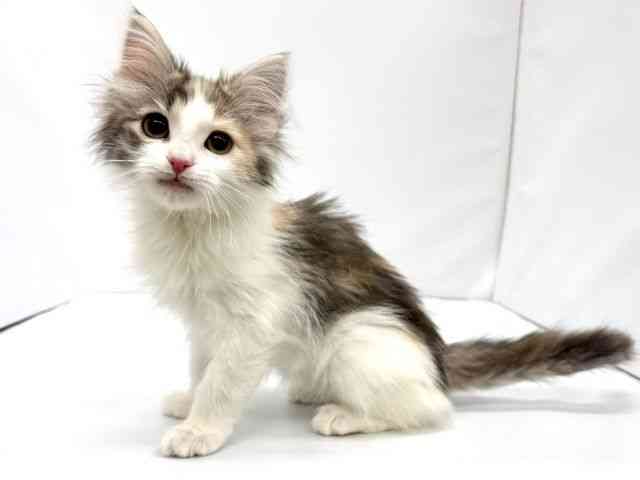 大阪府のノルウェージャンフォレストキャット (ひごペットフレンドリーイオンタウン茨木太田店/2025年11月27日生まれ/女の子/ブルークリームホワイト)の子猫の2枚目の画像