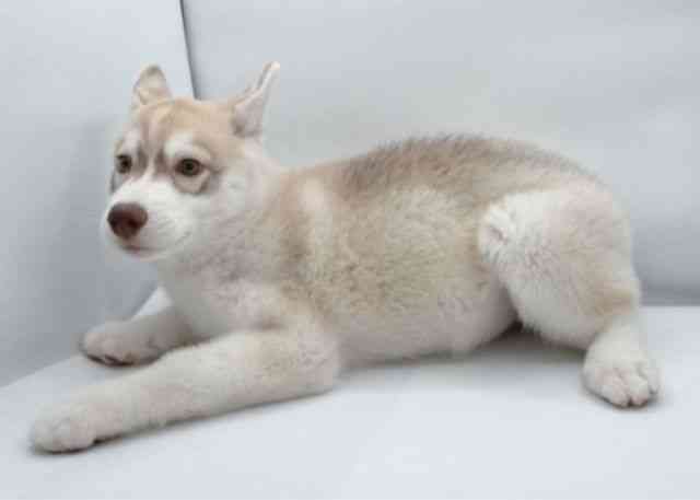 島根県のシベリアンハスキー (ひごペットフレンドリーイオン松江ショッピングセンター店/2025年12月12日生まれ/女の子/レッドホワイト)の子犬の2枚目の画像