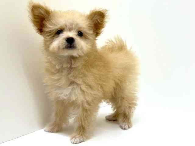 兵庫県のポメプー(ポメラニアン×プードル) (ひごペットフレンドリーブルメールHAT神戸店/2025年12月13日生まれ/女の子/アプリコット)の子犬の2枚目の画像