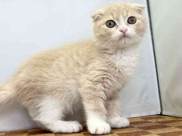 愛媛県のスコティッシュフォールド (ひごペットフレンドリーエミフルMASAKI店/2025年12月11日生まれ/男の子/クリームホワイト)の子猫の2枚目の画像