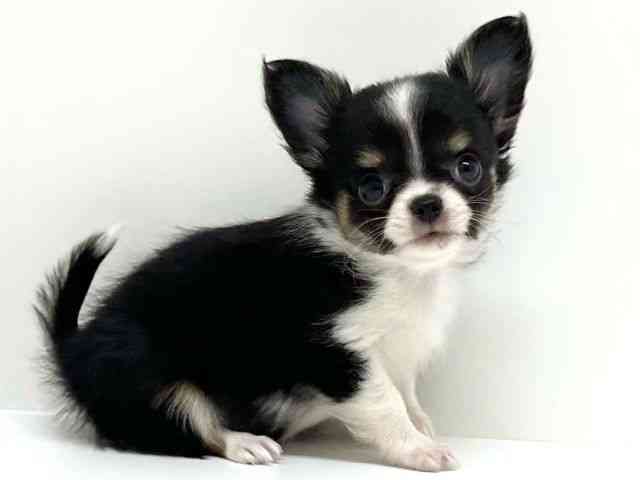 兵庫県のチワワ(ロング) (ひごペットフレンドリーブルメールHAT神戸店/2025年12月13日生まれ/女の子/ブラックタンホワイト)の子犬の2枚目の画像