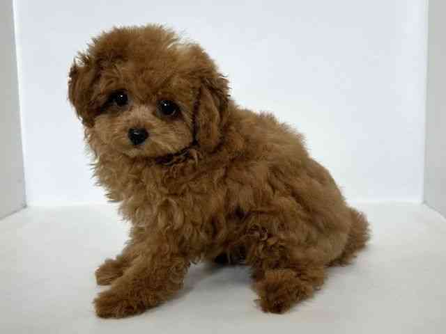 大阪府のトイプードル(トイ) (ひごペットフレンドリーアクロスプラザ住之江店/2025年12月13日生まれ/女の子/レッド)の子犬の2枚目の画像